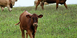 Ask FSA Andy about new CRP Grasslands