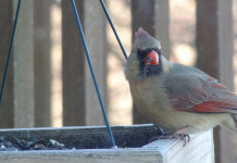 Give the gift of nature