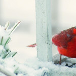 Enjoy every moment each season offers cardinal in snow