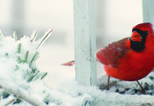 Columnist shares popular poem, ‘The Morning of Christmas’ cardinal in snow