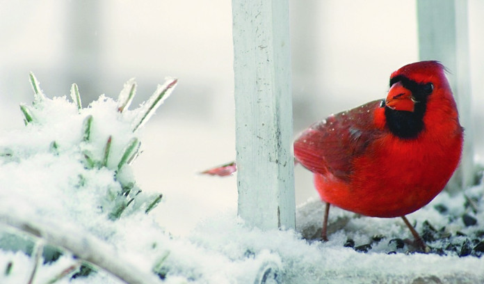 cardinal in snow cardinal in snow