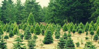 How to maintain a living Christmas tree Christmas trees