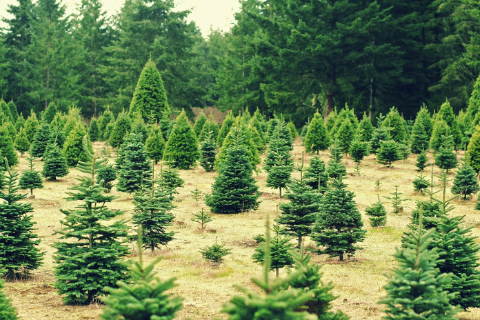 Christmas trees Christmas trees