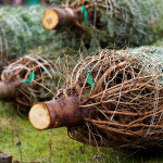 Pick the perfect fresh tree christmas trees