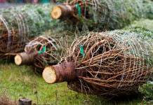 How to take care of your Christmas tree christmas trees