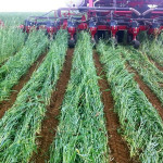 Pa. farmers’ Chesapeake Bay conservation efforts ‘significant’ cover crops