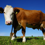 Fencing out cattle improves herd health
