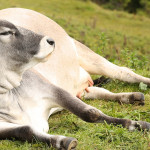 Penn State’s first online beef sale is a success