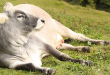 Penn State’s first online beef sale is a success