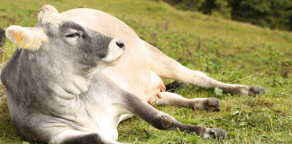 Penn State’s first online beef sale is a success
