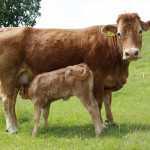 Feeding hay for winter needs