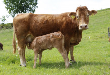 Feeding hay for winter needs