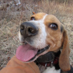 Even small beagle makes rabbits run Happy beagle