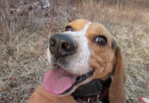 Even small beagle makes rabbits run Happy beagle
