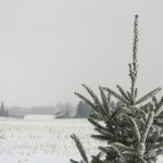 Recycling your Christmas tree