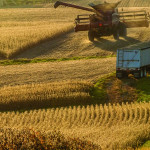 Grain marketing lessons to relearn harvesting corn