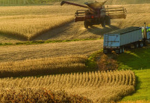 Grain marketing lessons to relearn harvesting corn