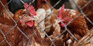 Parkersburg Livestock Market set to reopen