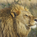 Experts can help plan your African safari