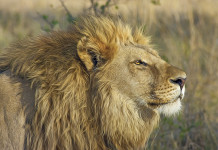 Experts can help plan your African safari