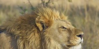 Experts can help plan your African safari