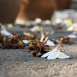 Ask FSA Andy about losing a spouse