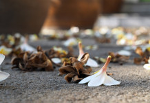 Ask FSA Andy about losing a spouse