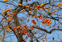 Penn State student uses GIS to map Erie arboretum trees