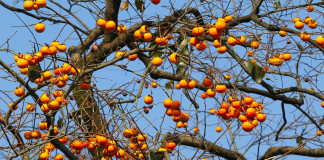 Penn State student uses GIS to map Erie arboretum trees