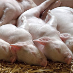2 types of livestock insurance policies piglets