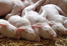 2 types of livestock insurance policies piglets