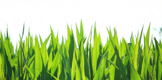 Pioneer unveils corn, soybean lineup