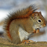 Red squirrels: 6 ounces of pure nastiness