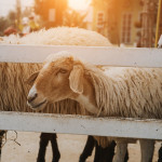By the numbers: what’s next for the U.S. livestock market sheep