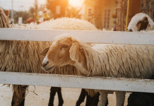 By the numbers: what’s next for the U.S. livestock market sheep