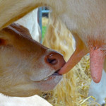 Prevention of abomasal bloat in dairy calves