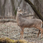 Four Pa. deer test positive for CWD white tailed deer