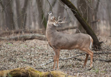 Four Pa. deer test positive for CWD white tailed deer