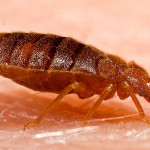 How to detect bed bugs before infestation