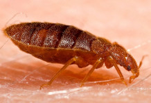 How to detect bed bugs before infestation