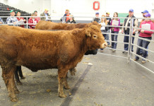 BEEF 509 educational program returns