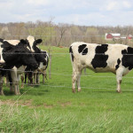 Cows pasture