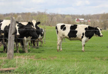 Dairy graziers focus on excellent pastures Cattle on pasture.