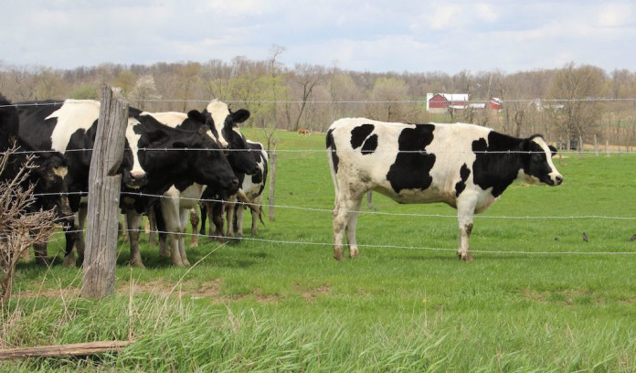 Cows pasture Cattle on pasture.