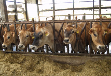 Reality: Dairymen are hurting Jersey cattle