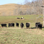 OCA Vollborn cattle 1