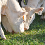 OCA Vollborn cattle 3