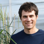 Scientists discover perennial hybrid of wheat, wheatgrass perennial wheat, wheatgrass