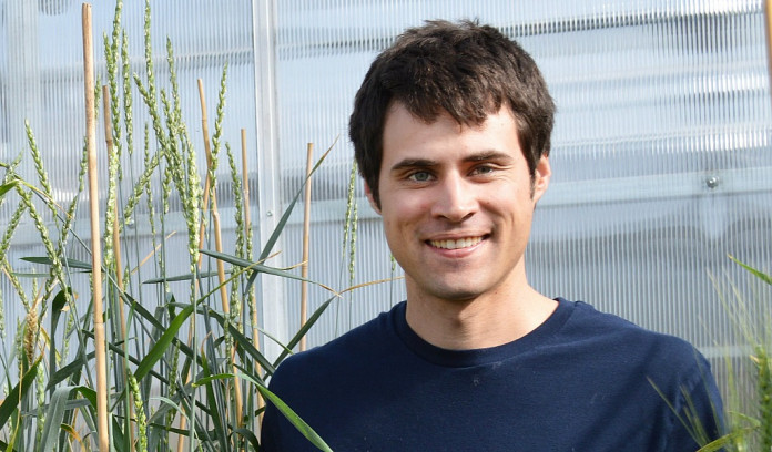 perennial wheat, wheatgrass