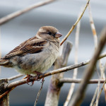 Keep ground-feeding sparrows around